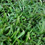 Centipede Grass
